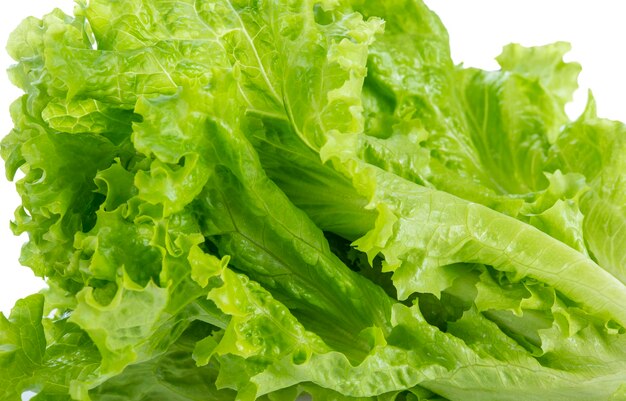 Fresh lettuce isolated on white background