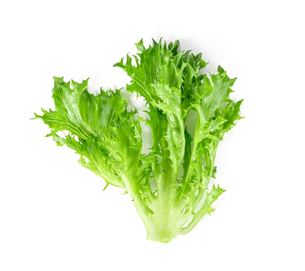 Fresh lettuce isolated on white background