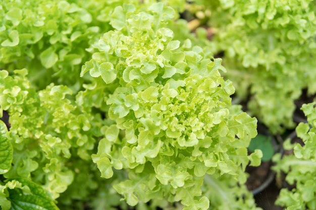 Fresh lettuce leaves, close up. Salad leaves.