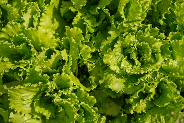 Fresh lettuce leaves closeup Natural green background