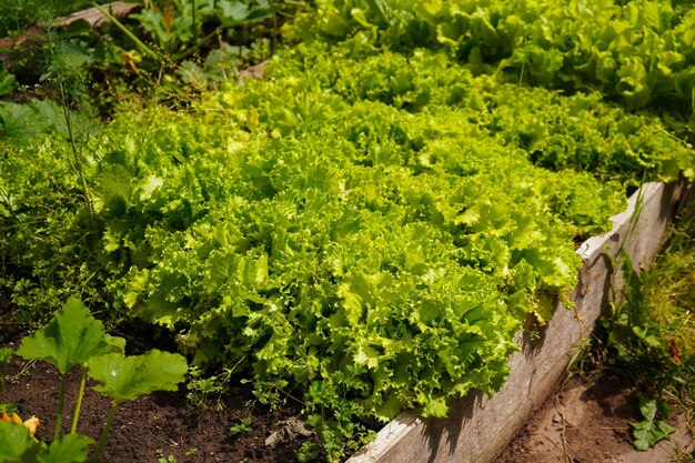 fresh lettuce leaves in growth at field close up