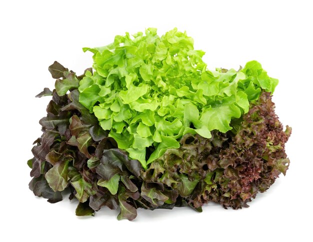 fresh lettuce leaves pattern isolated on white background