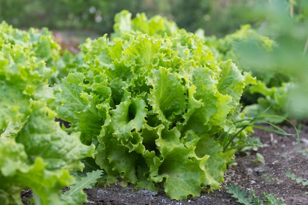 Fresh lettuce plants in the organic garden