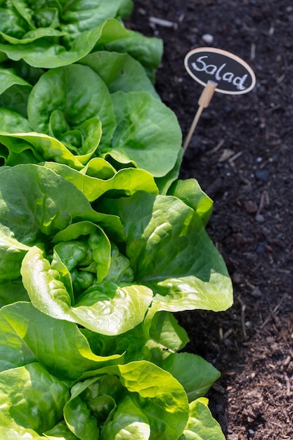 Photo fresh lettuce in a vegetable garden