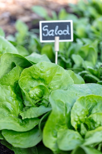 Fresh lettuce in a vegetable garden