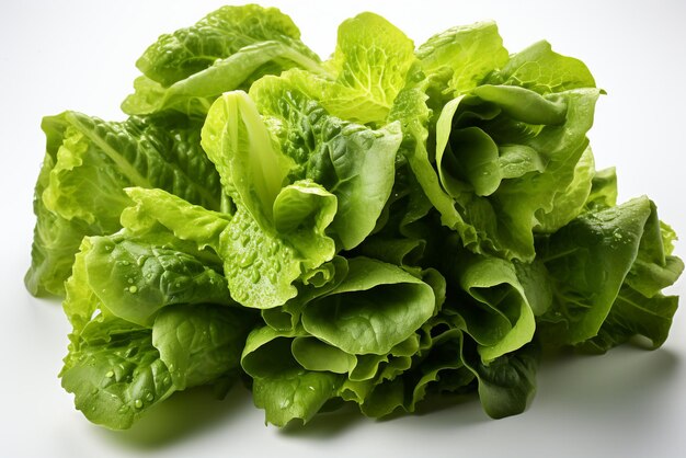 fresh Lettuce on white background