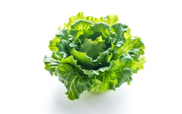 Fresh Lettuce on white background