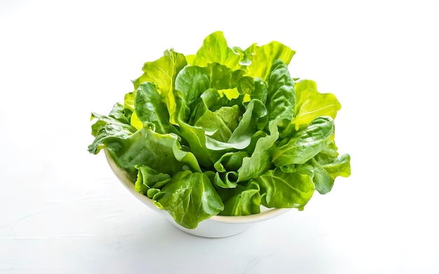 Fresh Lettuce on white background