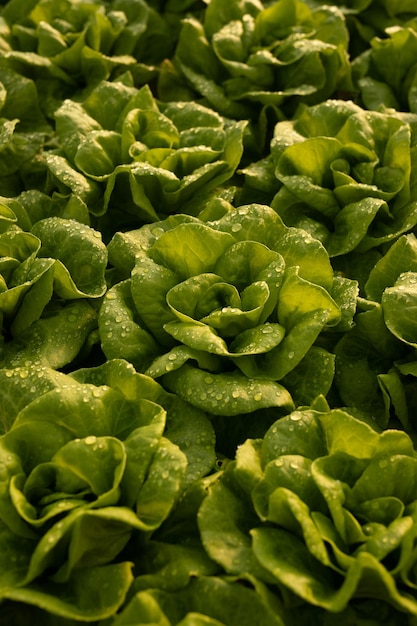 Fresh lettuce with wet leaves