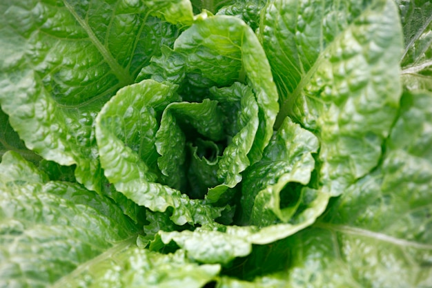 Photo fresh lettuce