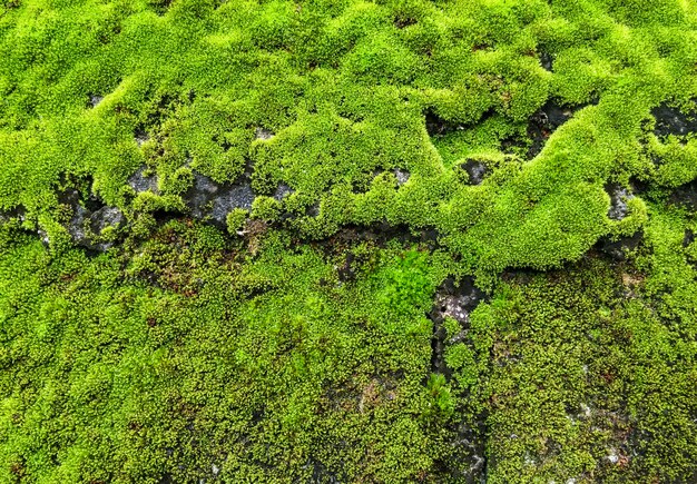 fresh lichen 