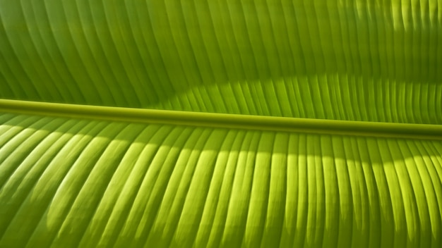 Foglia di banana verde chiaro con luci e sfumature