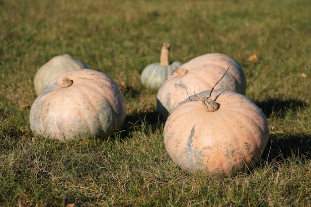 Photo fresh light orange pumpkins on a farm field