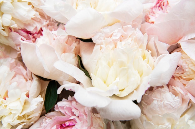 Fresh light pink peony flowers as a natural surface