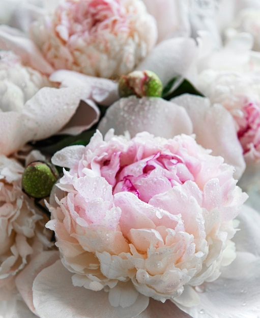 Fresh light pink peony flowers as a natural table