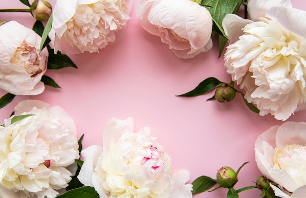 Fresh light pink peony flowers border with copy space on pastel pink  background, flat lay.