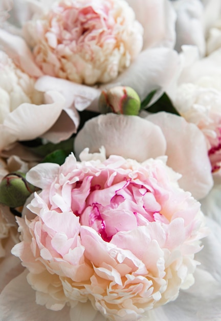 Foto primo piano fresco dei fiori della peonia rosa-chiaro
