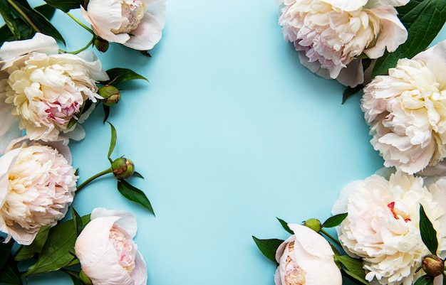 Fresh light pink peony flowers