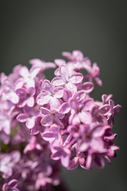 Fresh lilac bouquet Beautiful lilac flowers bouquet background