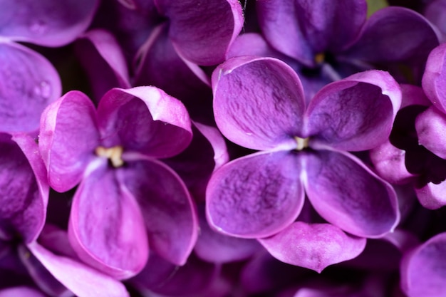 Photo fresh lilac flowers close up naural floral macro