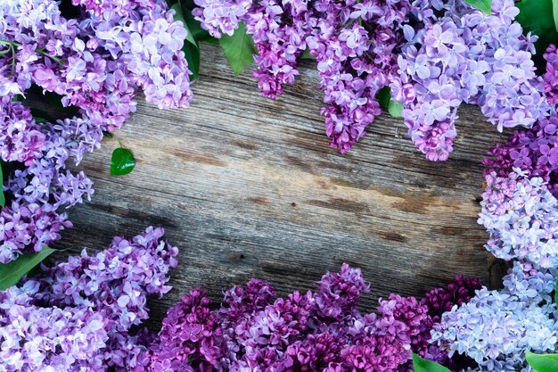 Fresh lilac flowers