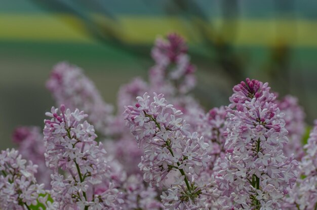 Fresh lilac in summer