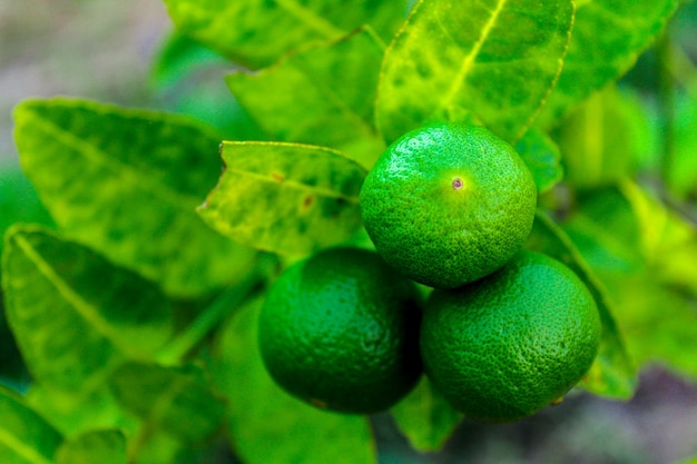 Fresh limes on lime tree