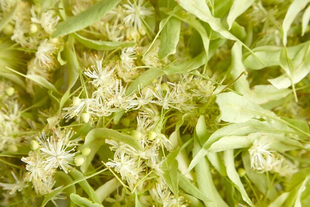 Photo fresh linden tilia flowers closeup fragrant flowers