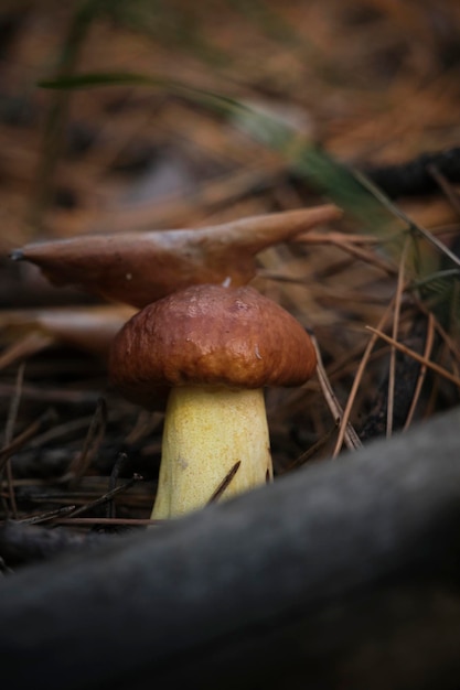 Свежий маленький гриб в лесной подстилке