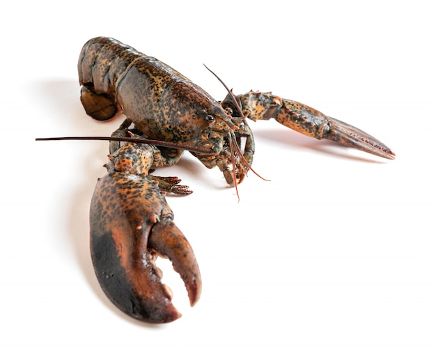 Fresh lobster isolated from 