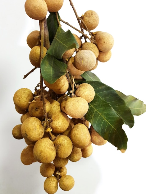 Photo fresh longan fruit on white background