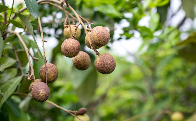 Fresh longan fruits growing on a branch in the garden close up with copy space