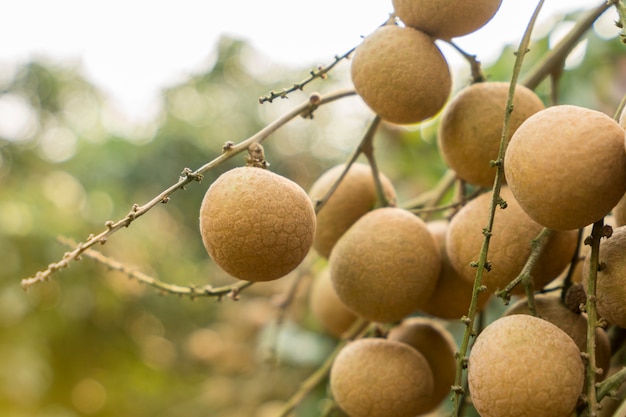 fresh longan