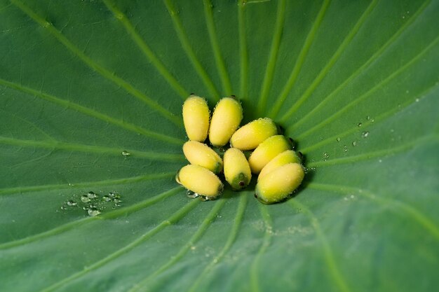 Photo fresh lotus seeds on a simple background