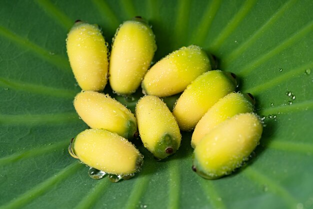 Fresh lotus seeds on a simple background