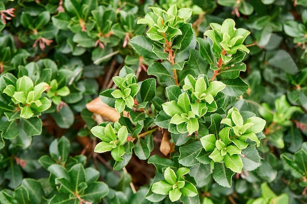 新鮮な緑豊かな一般的なベアベリー植物は、日光の近くで花壇に生えます