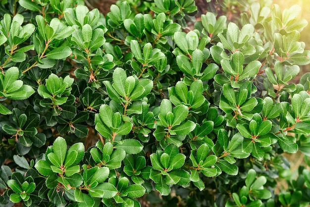 Fresh lush common bearberry plant grows on flowerbed at sunlight close view