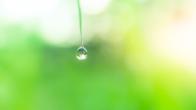 Fresh lush green grass with selective focusing water dew drops in morning sunrise, Freshness greenery environment background