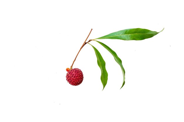 Fresh lychees on white background