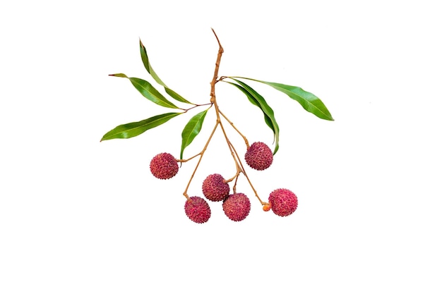 Fresh lychees on white background