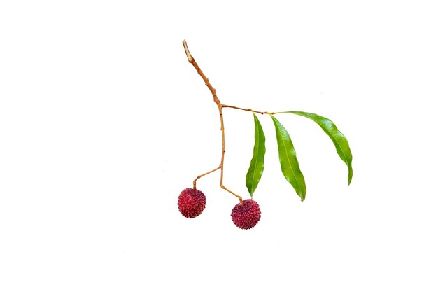 Fresh lychees on white background