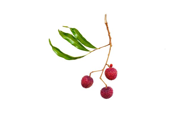 Fresh lychees on white background