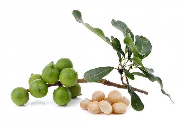 Fresh macadamia nut isolated