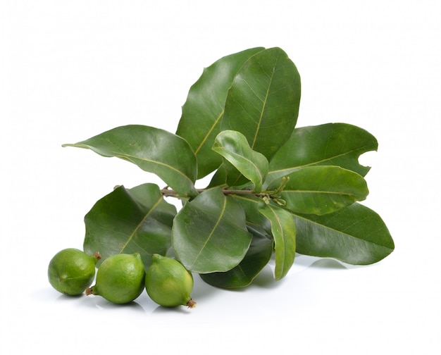 Fresh macadamia nut on white background