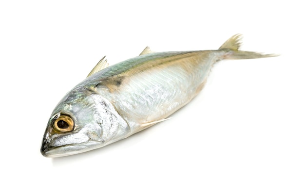 Fresh mackerel fish isolated on white background