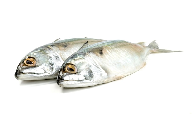 Fresh mackerel fish isolated on white background