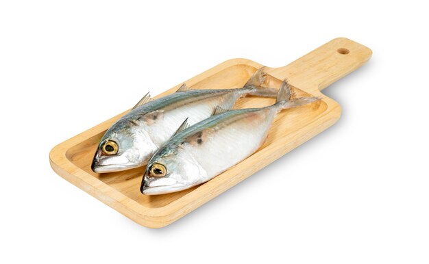 Fresh mackerel fish with square wooden tray isolated on white background include clipping path