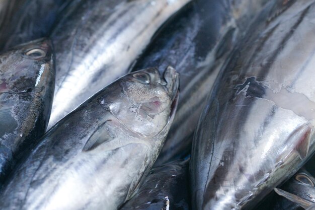 Photo fresh mackerel tuna sold at a traditional fish market fish caught by fishermen