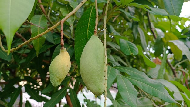 fresh mango fruit on the tree in summer time