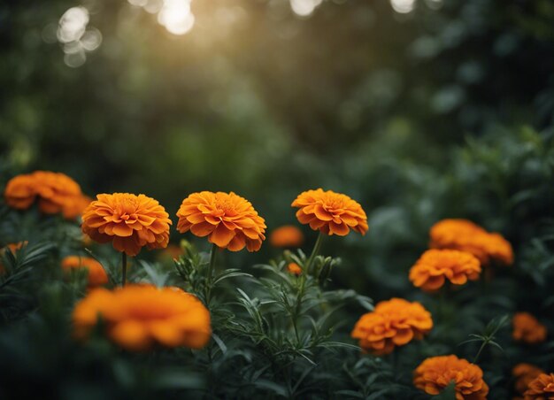 A fresh marigold flowers